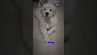 Наш пухляш ❤️ #like #goldenretriever #популярное #актив #собака #dog #топ #тикток #щенки