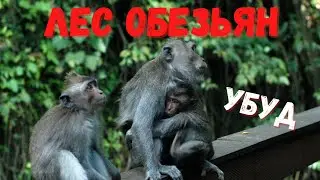 УКУСИЛА ОБЕЗЬЯНА 🤯/ ЖИЗНЬ НА БАЛИ/ УБУД/ ЛЕС ОБЕЗЬЯН🐒/ КОНТАКТНЫЙ ПАРК. Ubud. Forest of monkeys