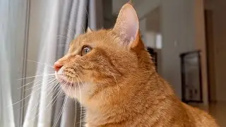 クラッキングしてなんとか鳥を追おうとする猫が愛おしい Love the cat trying to somehow chase the bird.
