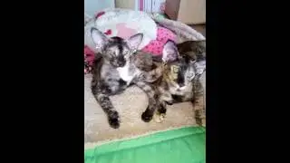 Amaltea & Asia Bellatriks, my tortoiseshell kittens