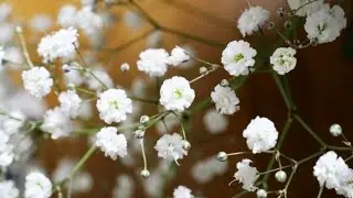 Cold porcelain gypsophila