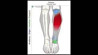 Soleus - Anatomy Perspective