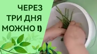 Через ТРИ дня можно есть!)  Рецепт малосольных огурцов.))