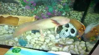 Freud's dinner