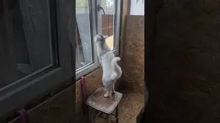 Федька помощник#доброеутро #цитатыизфильмов #cat #смешнойкот #федя