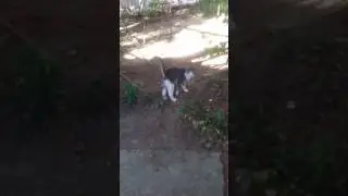 Только   кошки  и   катата