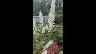 Королевский новозеландский дельфиниум 