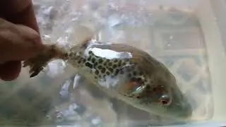 Musuh pemancing...sang pemutus pancing di sungai IKAN BUNTAL.mp4