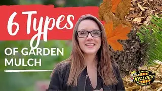 Best Garden Mulch: 6 Types of Mulch For Organic Gardening