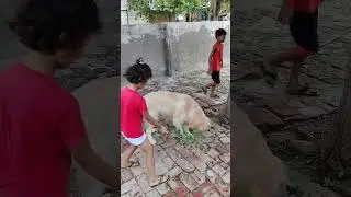 Mastikhor Golden Retriever #viral #youtube #puppy #youtubeshorts #dog #cute #enjoy #happy #trending