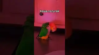 Это просто Кеша кавер на Attention Charlie Puth 