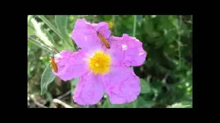 Insetti della macchia mediterranea Natura Mediterraneo