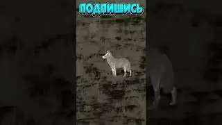 охота на волка 21 🐺