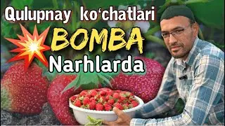 Qulupnay koʻchatlari qanday ekanligi oshkor boʻldi. Yil boʻyi pulni sanab yurishni hohlaysizmi.