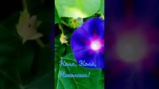 Коля, Коля, Николаша!