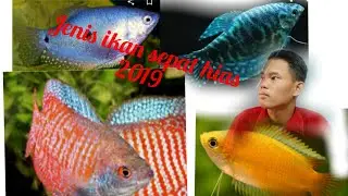 Jenis-jenis ikan sepat hias