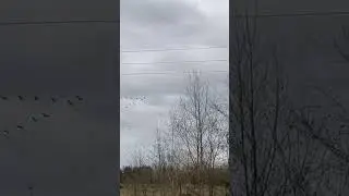 Сезон охоты 2024