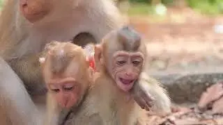 Baby Rainbow and Angela grow up and healthy with Sovana group. they are enjoy with many friends