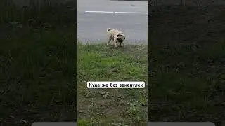 Что она делает ?🫣#шифа #pug #мопсы #мопс