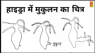 हाइड्रा में मुकुलन का नामांकित चित्र | Picture of Mukulan in Hydra | Hindi