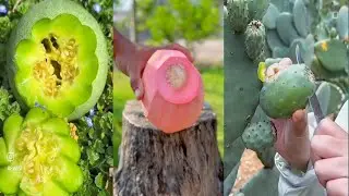 Amazing Fruits In The World || unique fruits | satisfying videos before sleep | Food Storm