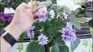 Violet varieties that disappointed me. A review of unsuccessful violet varieties.