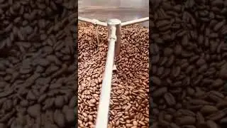 kopi arabica aceh