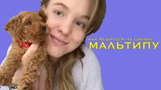 Мальтипу, мы купили собаку