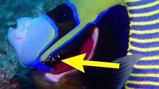 Ghost Shrimp Cleaning Fish - Transparent Shrimp Eating