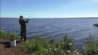 Наловил крупных окуней🐬на золотую блесну!!! Летняя рыбалка 2022 г