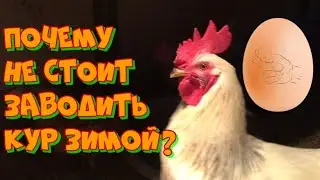 Проблемы зимнего содержания кур. Как обогреть курятник? Сколько яиц несут куры несушки зимой.