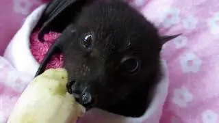 Baby bat Miss Asha eats a  banana