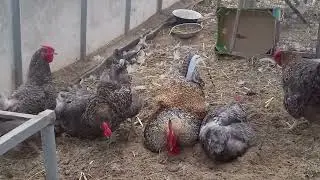 Куриная сауна