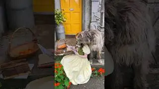 did you see Solomon in the first clip? 🐺#irishwolfhound #cottagecore #cottagelife