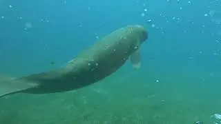 Cute Dugong having breakfast
