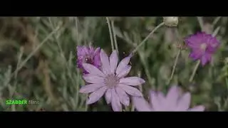 SZABBER films  Nr; 4