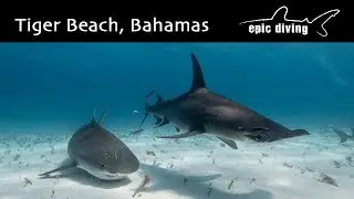 Tiger Beach - a typical early spring day!