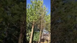 пение птиц весной на даче