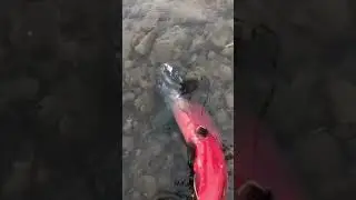 Кижуч отнерестился 