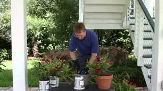 How to Plant Mandevillas : Planting Basics