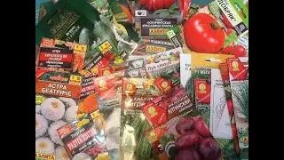 СЕМЕНА на сезон 2022. Купила в полном объёме !!!