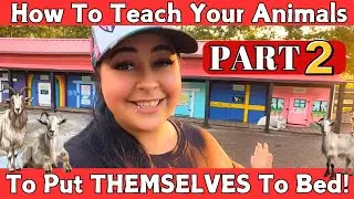 How to Teach Your Animals To Put Themselves To Bed (PART 2)!