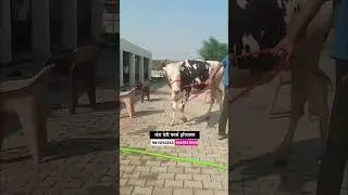 पहिलारू कालवड विक्रीसाठी उपलब्ध आहे #hf_cow ##सांगोला_बाजार #shortsviral