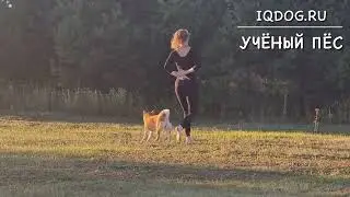 Танцы с собакамиКсения Ганжа и сиба ину ХЕЙВА. «Сон Самурайки»