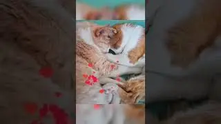 Мои рыжики😻😻 #котики #рыжиекоты#котикитакиекотики #котперсик #котрокс #mycats #redcat #mycat #мойкот