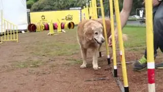 #DicaAvesso Agility