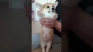 ❗ПЕЛЬМЕНЬ ТАФФЯ❗