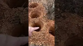 A VERY stubborn softwood stump!