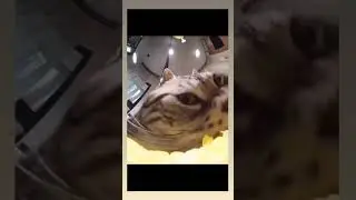https://t.me/raw_food2/1