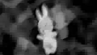 Nijntje the little bunny